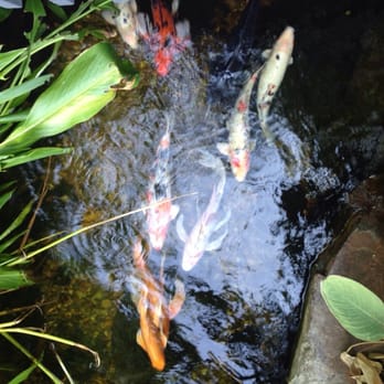 Grapevine Botanical Gardens - Koi - Botanical Gardens Near Me - Grapevine, Texas Grapevine Botanical Gardens - Koi - Botanical Gardens Near Me - Grapevine, Texas