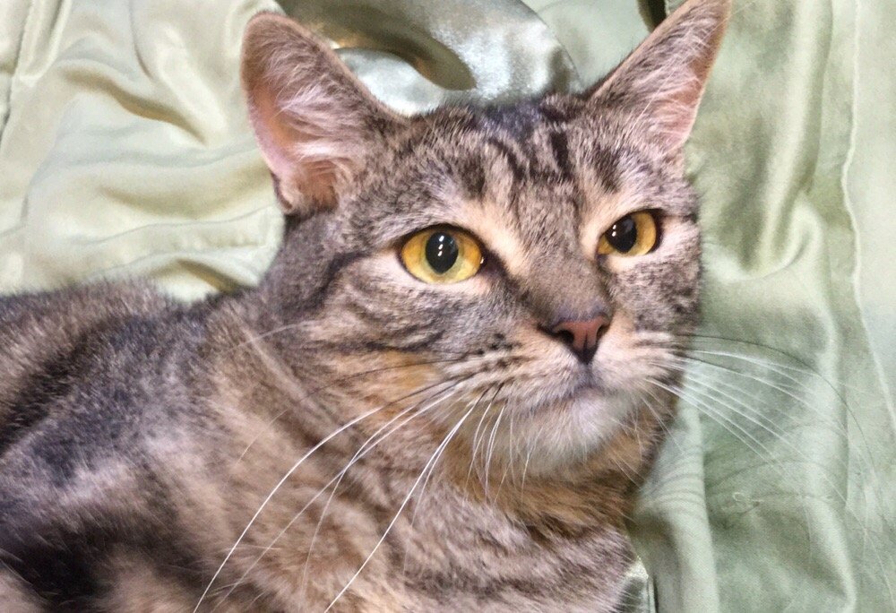 STEVE’S WINDOW CLEANING Updated August 2024 19 Reviews Montrose