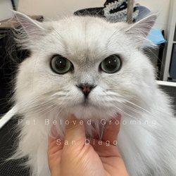 Pet Beloved