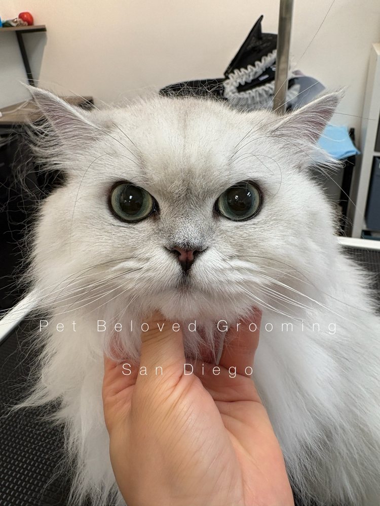 Pet Beloved