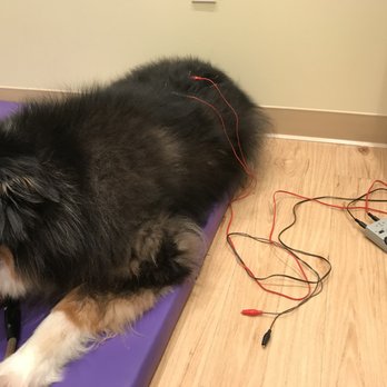 Marina Village Veterinary - Nova girl getting her first acupuncture session. - Veterinarians Near Me - Alameda, California Marina Village Veterinary - Nova girl getting her first acupuncture session. - Veterinarians Near Me - Alameda, California