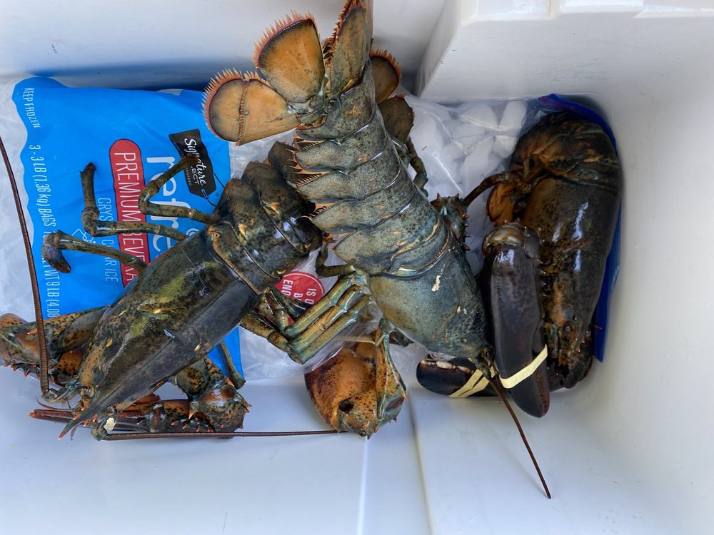 GOUR MAINE LOBSTER Updated October 2024 12 Photos & 17 Reviews