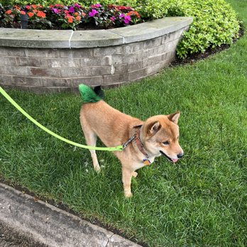 Lakeshore K9 - Chochki - Pet Training Near Me - Highland Park, Illinois