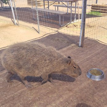 GHOST RANCH EXOTICS AND FUNNY FOOT FARM - Updated March 2026 - 56 ...