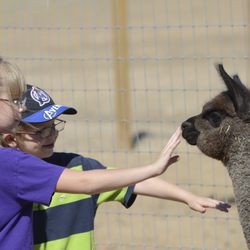 Humming Desert Alpacas