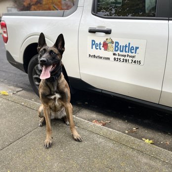 Pet Butler - Izzy my working Mal with Mr. Jasons Truck - Pet Waste Removal Near Me - Walnut Creek, California Pet Butler - Izzy my working Mal with Mr. Jasons Truck - Pet Waste Removal Near Me - Walnut Creek, California