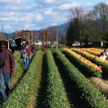 Skagit Valley Bulb Farm - Weren't there SIGNS saying NOT to walk in the fields? - Botanical Gardens Near Me - Mount Vernon, Washington Skagit Valley Bulb Farm - Weren't there SIGNS saying NOT to walk in the fields? - Botanical Gardens Near Me - Mount Vernon, Washington