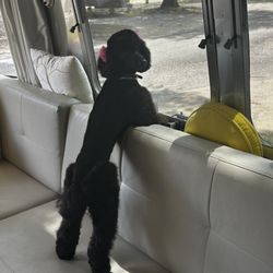 Bark Avenue A Premier Grooming Salon - Traveling with Taz