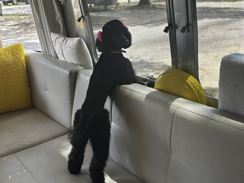 BARK AVENUE A PREMIER GROOMING SALON Updated October 2024 41 Photos