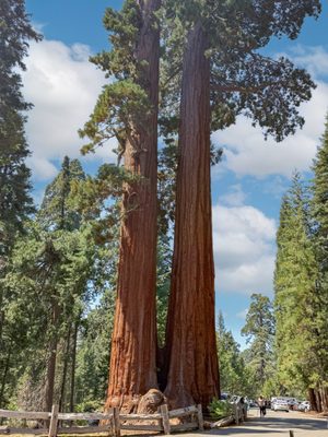General Grant Tree by null