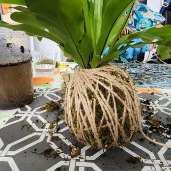 You Grow Girl - Kokedama - Nurseries & Gardening Near Me - Dallas, Texas You Grow Girl - Kokedama - Nurseries & Gardening Near Me - Dallas, Texas