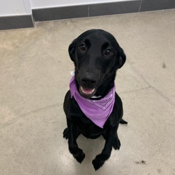 PetSuites Round Rock - Millie after getting groomed at Pet Suites. She's so happy, she's smiling! - Pet Boarding Near Me - Round Rock, Texas PetSuites Round Rock - Millie after getting groomed at Pet Suites. She's so happy, she's smiling! - Pet Boarding Near Me - Round Rock, Texas