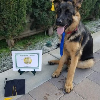 Master Dog Training - Pet Training Near Me - Temple City, California Master Dog Training - Pet Training Near Me - Temple City, California