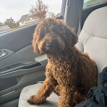Furry Land Mobile Grooming - Before haircut - Pet Groomers Near Me