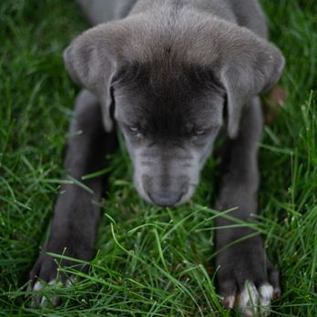 Alpha K9 Training - Bruno was in our puppy 2 week intensive program. He did amazing. Plus, we have a professional photographer from California come in. - Pet Training Near Me - Denver, Colorado