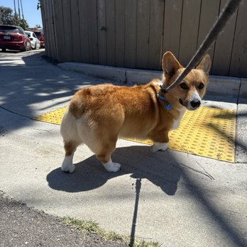 Serenity Pet Spaw - Chuy dog - Pet Groomers Near Me - San Diego, California