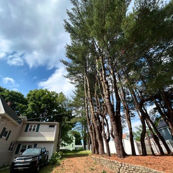 Hobbs & Sons Services - Tree Services Near Me Hobbs & Sons Services - Tree Services Near Me