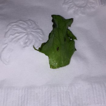 GoodFella's Cafe - Pics of the bugs I found on my lettuce from my CIA club I just ordered - Breakfast & Brunch Near Me - Corona, California