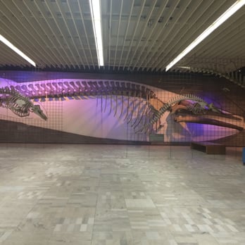 Senckenberg-Museum - Museums Near Me - Frankfurt, HE