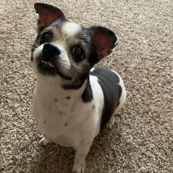 Darlin Doggie Do’s - Minnie after her full service haircut and tooth brushing - Pet Groomers Near Me - Maryville, Tennessee Darlin Doggie Do’s - Minnie after her full service haircut and tooth brushing - Pet Groomers Near Me - Maryville, Tennessee