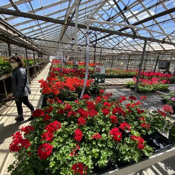 AJ Rahn Greenhouses - Red flowers - Nurseries & Gardening Near Me - Cincinnati, Ohio AJ Rahn Greenhouses - Red flowers - Nurseries & Gardening Near Me - Cincinnati, Ohio