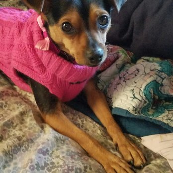 Furry Canines Rescue - My angel in her new sweater. - Pet Adoption Near Me Furry Canines Rescue - My angel in her new sweater. - Pet Adoption Near Me