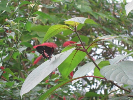 Copenhagen Zoo by null