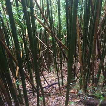 Aihualama Trail - Hiking Near Me - Honolulu, Hawaii