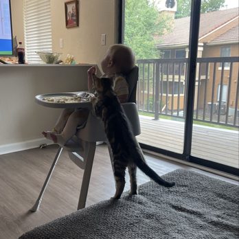Great Plains SPCA - Trying to sneak some snacks from the tiny human - Animal Shelters Near Me - Merriam, Kansas