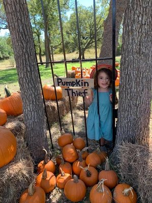 BULVERDE PUMPKIN PATCH - TEMP. CLOSED - Updated February 2026 - 41