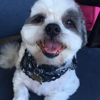 Pet Haven - AAA Pro Pet Groomers - So happy with his cut! The bandana was such a cute touch too! - Pet Groomers Near Me Pet Haven - AAA Pro Pet Groomers - So happy with his cut! The bandana was such a cute touch too! - Pet Groomers Near Me