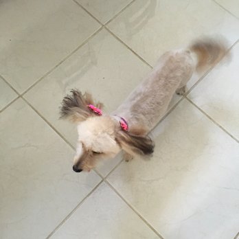 Oh My Dog - Pet Groomers Near Me - Kearny, New Jersey