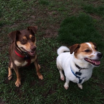 Saugstad Off Leash Dog Park - The boys love chasing a ball here! - Dog Parks Near Me - Roseville, California Saugstad Off Leash Dog Park - The boys love chasing a ball here! - Dog Parks Near Me - Roseville, California