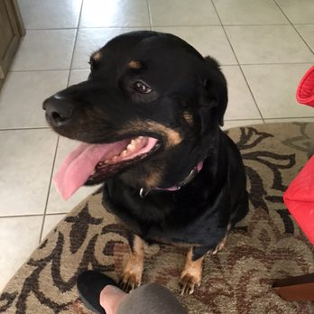 Deb’s Dogs Pet Sitting - Jimmy - Pet Sitting Near Me Deb’s Dogs Pet Sitting - Jimmy - Pet Sitting Near Me