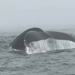 Gorgeous Humpback whale