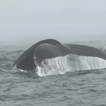 Fast Raft Ocean Safaris - Gorgeous Humpback whale - Whale Watching Tours Near Me - Monterey, California