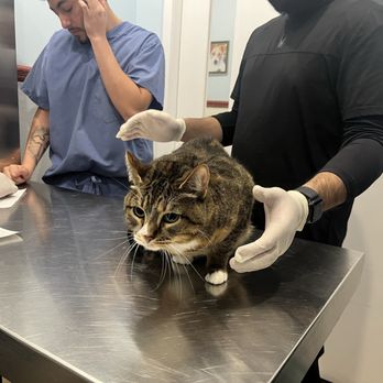Francis Animal Clinic - Trouble's 1st visit @ vet in 3 yrs! They took good care of her~ - Veterinarians Near Me - Bayside, New York Francis Animal Clinic - Trouble's 1st visit @ vet in 3 yrs! They took good care of her~ - Veterinarians Near Me - Bayside, New York