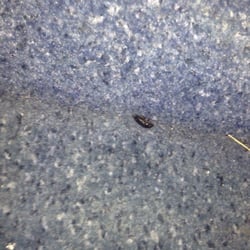 Motel 6 - 8 of them in my room... Some dead some alive GROSS