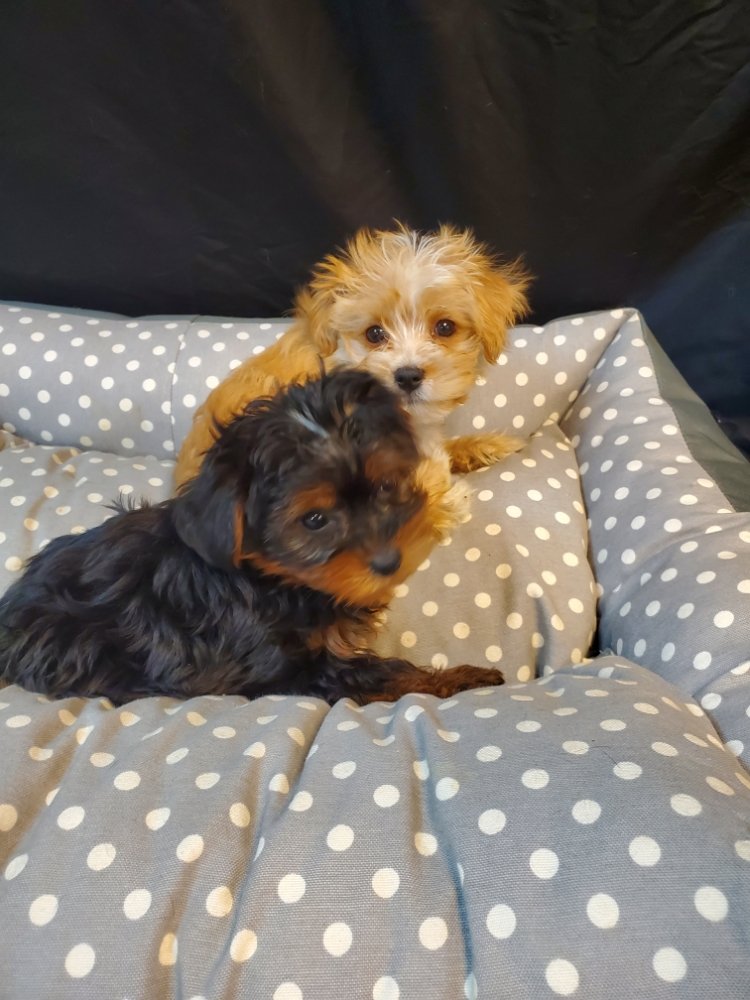 NY BREEDER 156 Photos & 125 Reviews Pet Breeders 45 Tarrytown Rd