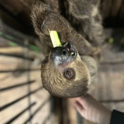 It's A Zoo Life - Sid the sloth- you can meet him without booking the Airbnb you just have to ask for the add on