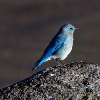 Fish Lake National Forest - Finally captured the Mountain Bluebird (been chasing them for YEARS)!!! - Hiking Near Me - Loa, Utah Fish Lake National Forest - Finally captured the Mountain Bluebird (been chasing them for YEARS)!!! - Hiking Near Me - Loa, Utah