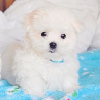 Puppies 'N Love - Pet Stores Near Me - Glendale, Arizona