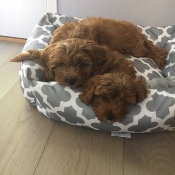 A's Mobile Dog Grooming - Pet Groomers Near Me