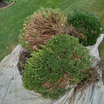 Quality Tree And Landscaping - Tree Services Near Me
