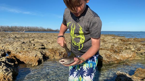 Sandspur Beach by null