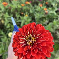 The Perfect Picks Flower Farm