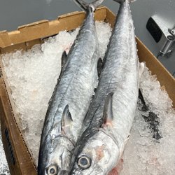 Seafood Central - King fish