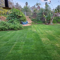 Bermuda with rye seeding for the winter in the back yard Bermuda with rye seeding for the winter in the back yard