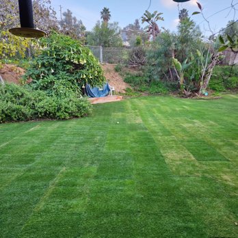 Paradise Lawns - Bermuda with rye seeding for the winter in the back yard - Lawn Services Near Me Paradise Lawns - Bermuda with rye seeding for the winter in the back yard - Lawn Services Near Me