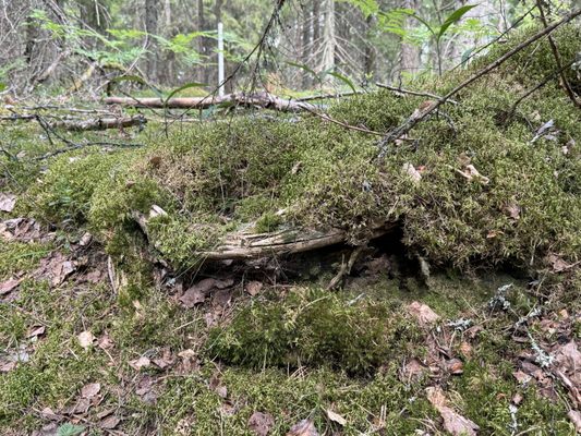 Nuuksio National Park by null